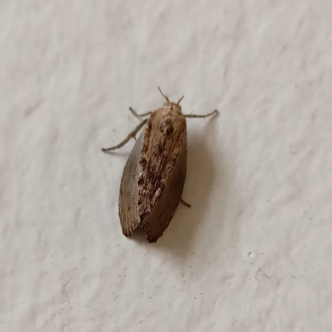 Greater wax moth