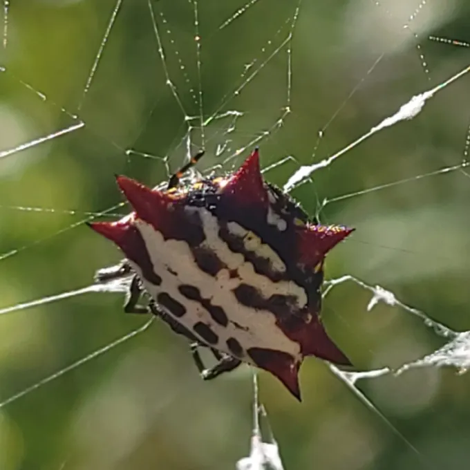 Gasteracantha