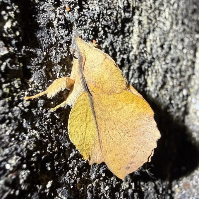 Коконопряд дуболистный