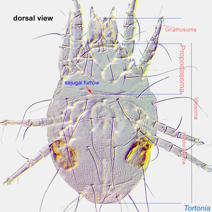 Glycyphagus mite
