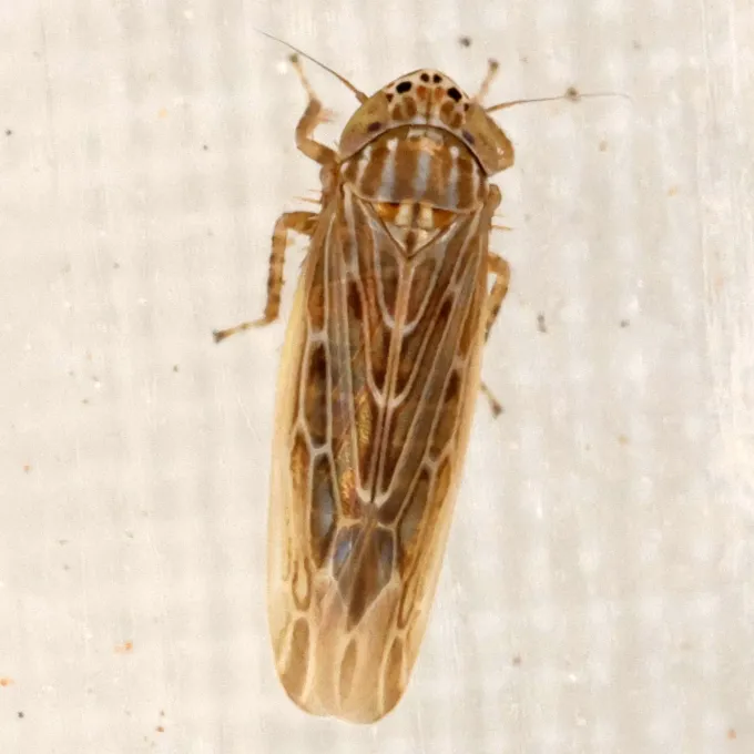 Цикадка Amplicephalus sonorus