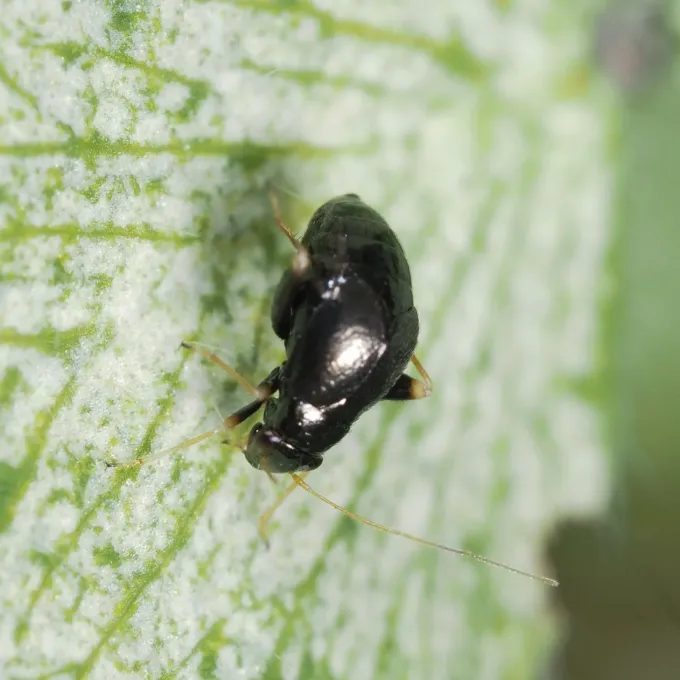 Black grass bug