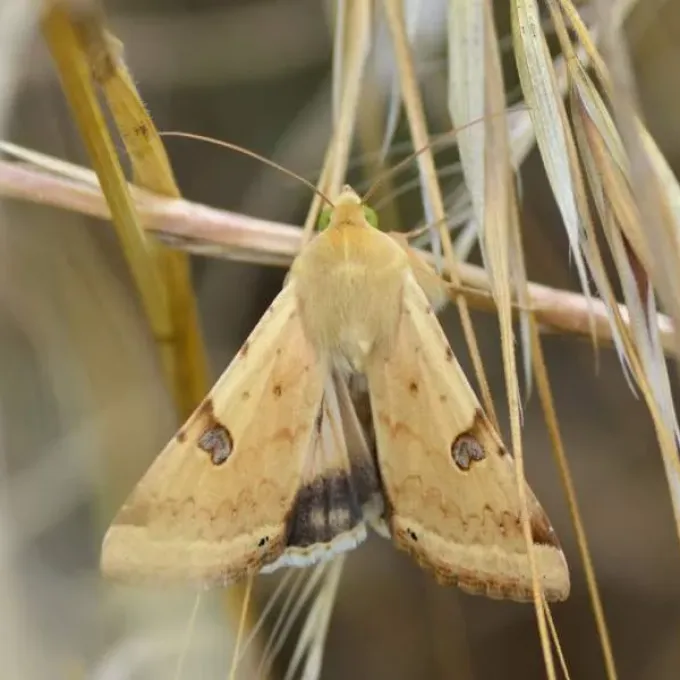 Bordered straw