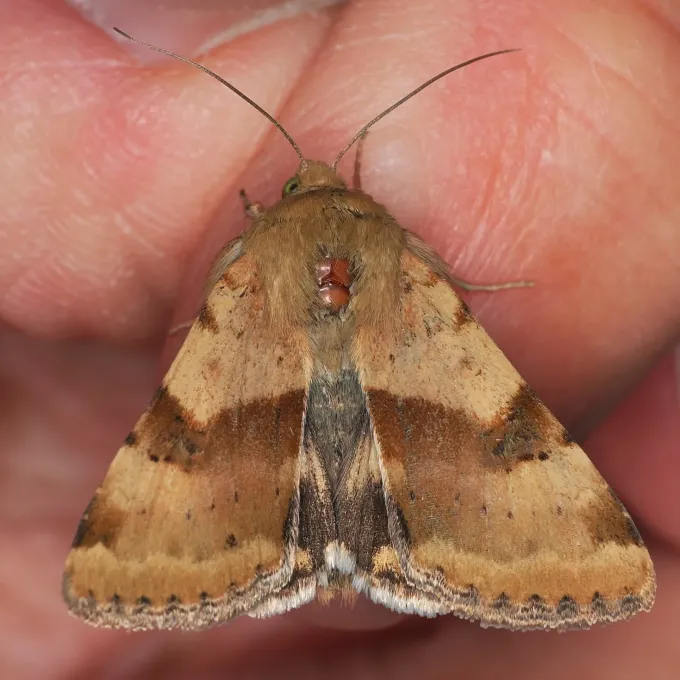 Cotton bollworm