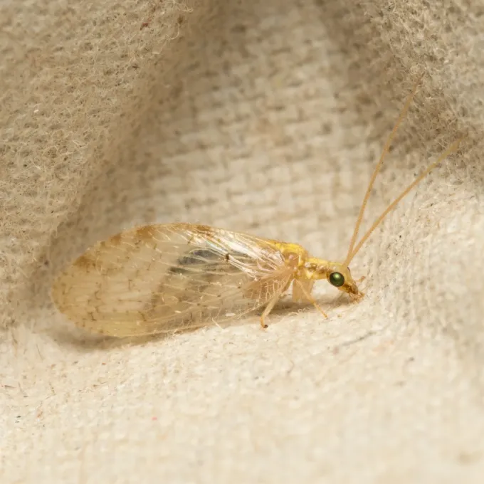 Hemerobius lutescens