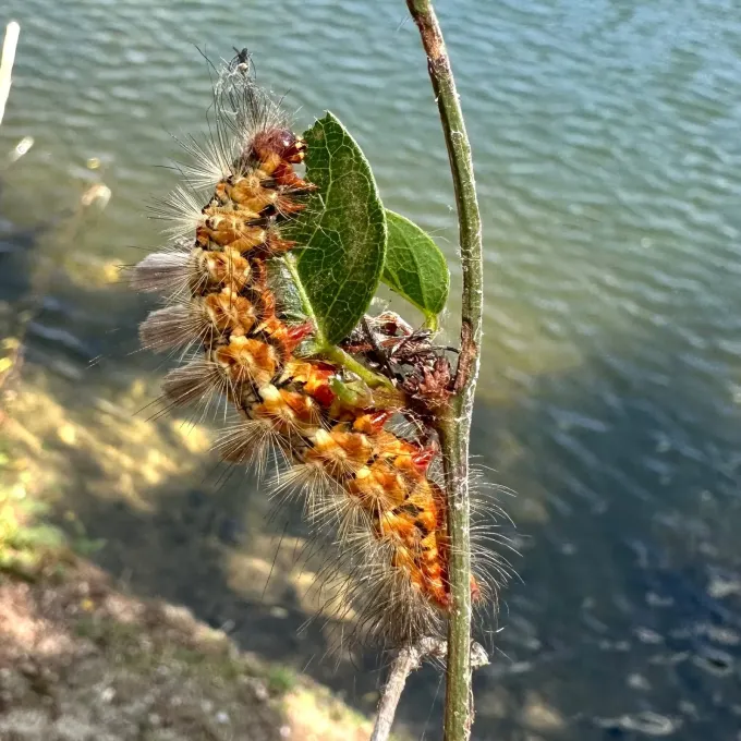 Hemerocampa tussock moths
