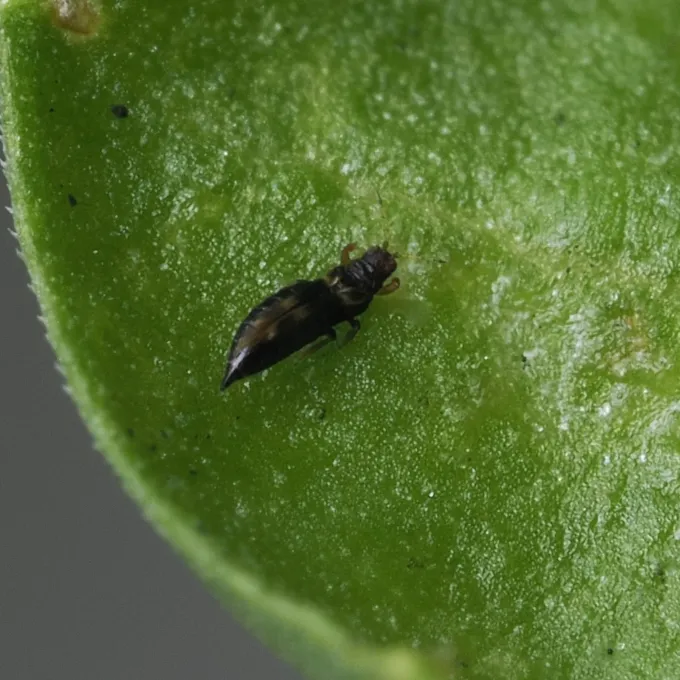 Banana thrips