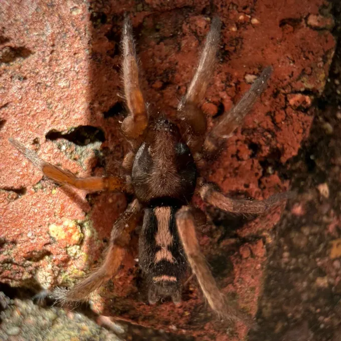 Eastern Parson Spider