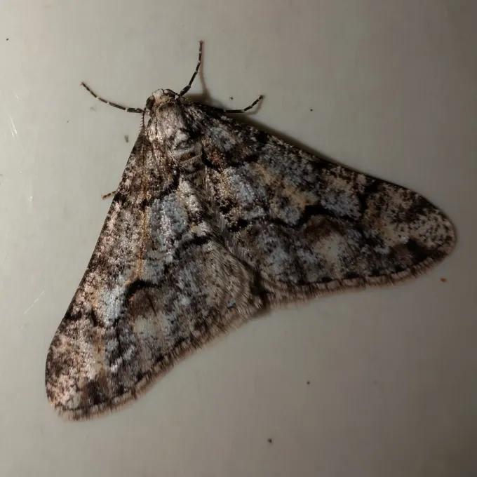 Mottled Umber