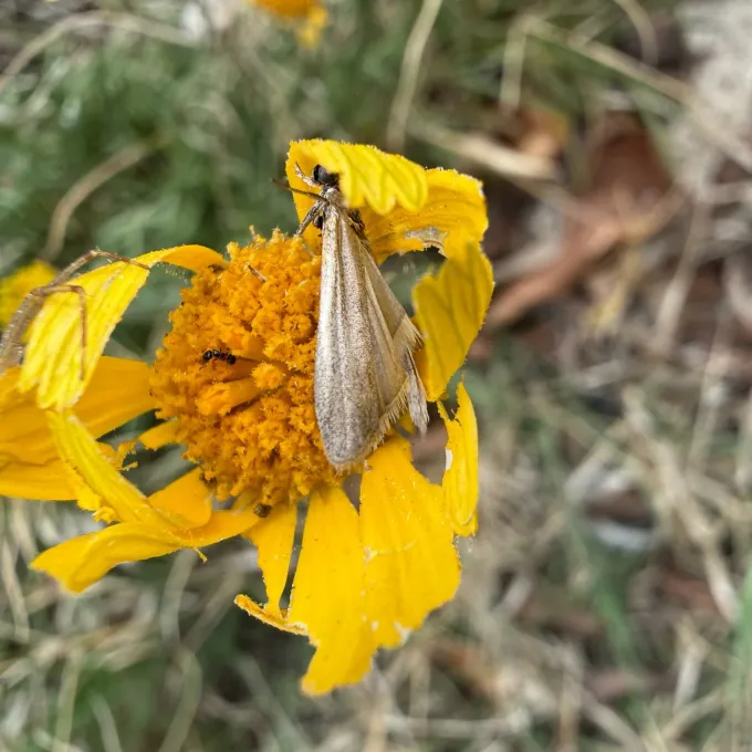 Sunflower moth