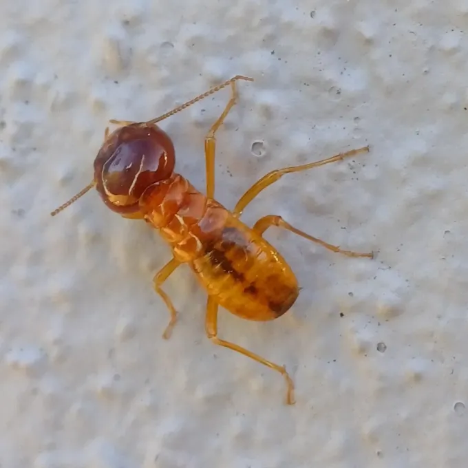 Microhodotermes