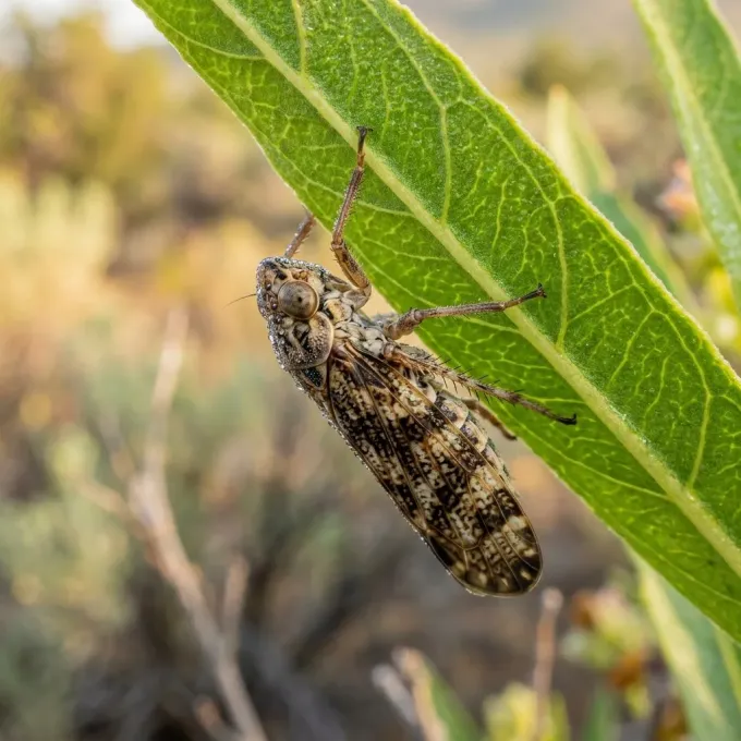 Цикадка Homalodisca liturata