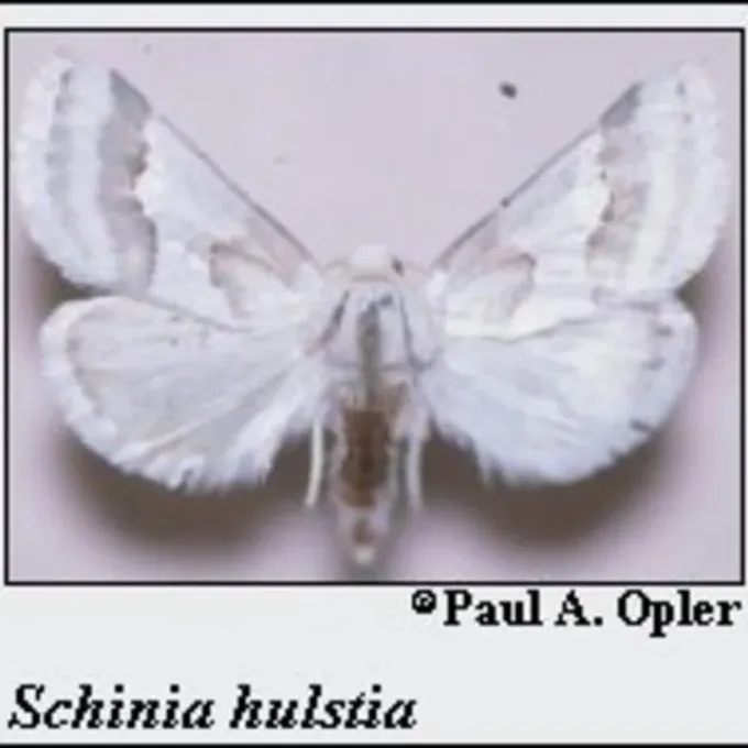 Hulstia