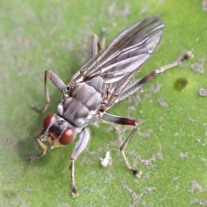 Water lily leaf miner