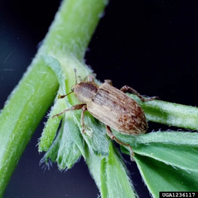 Alfalfa leaf weevil