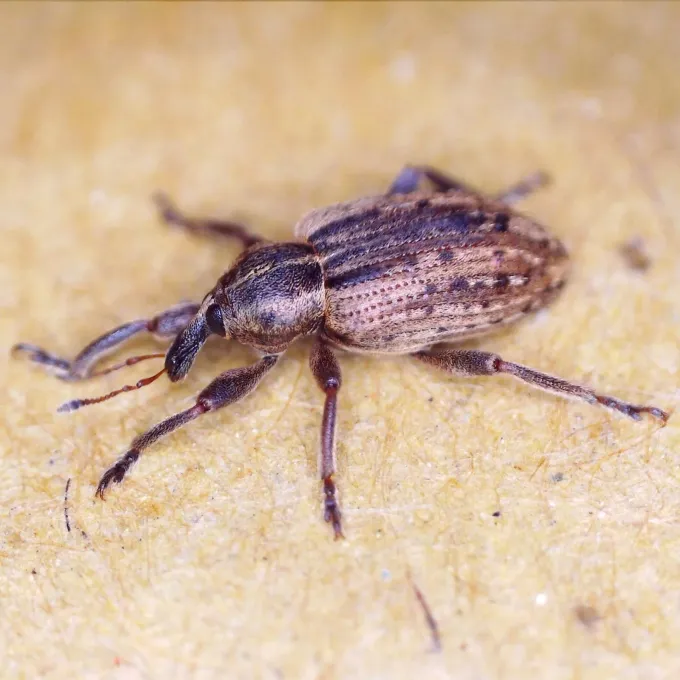 Alfalfa weevil