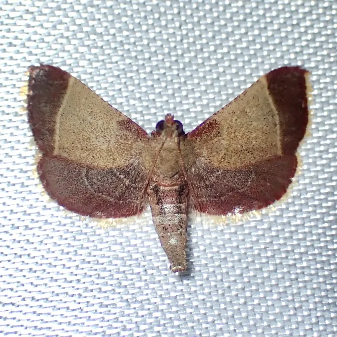 Purple-backed moth