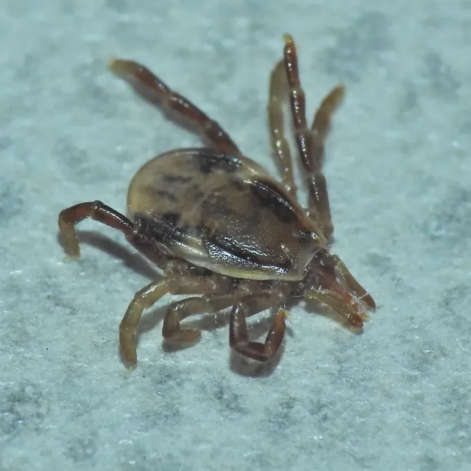 Australian paralysis tick