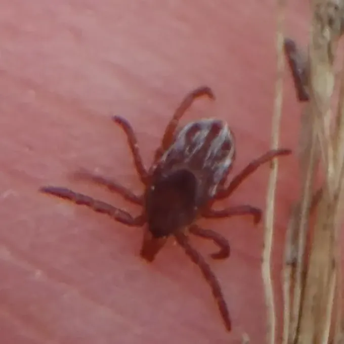Hairy ixodid tick