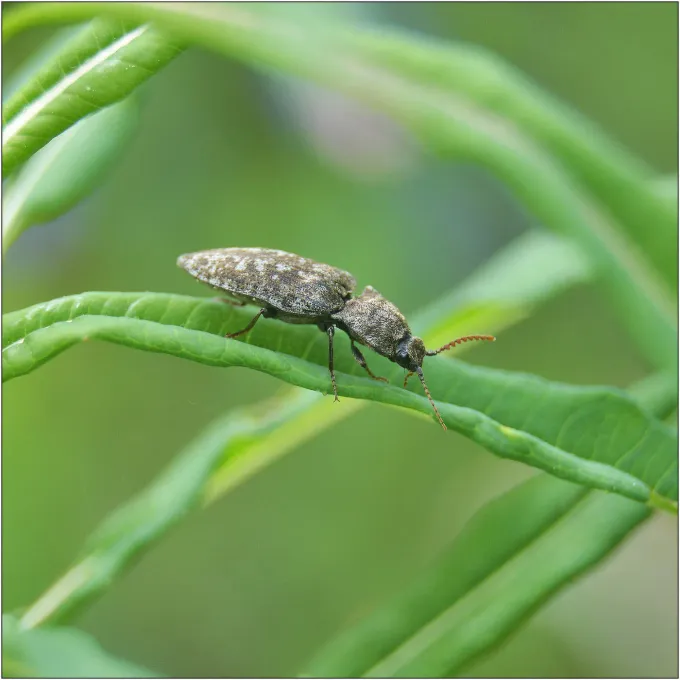 Lateral click beetle