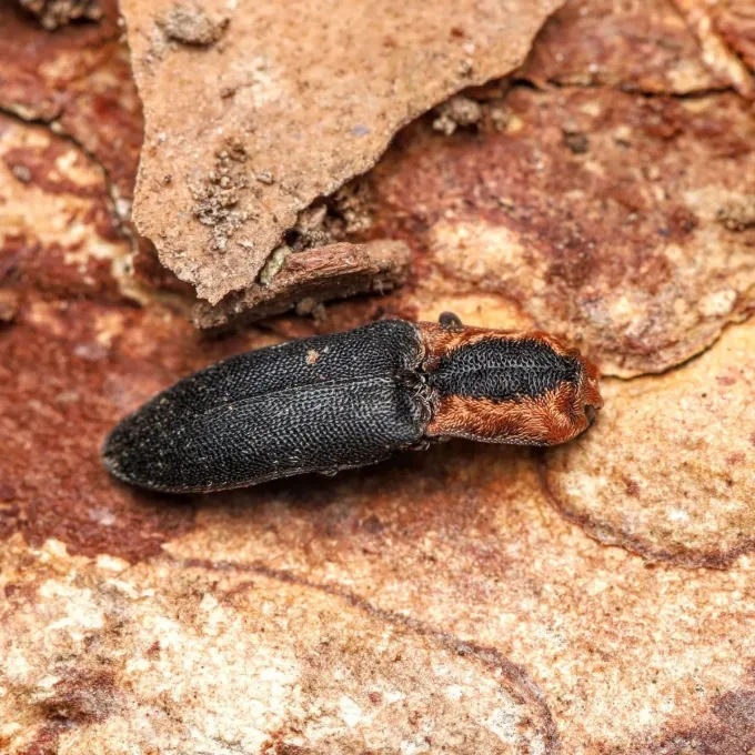 Click beetle