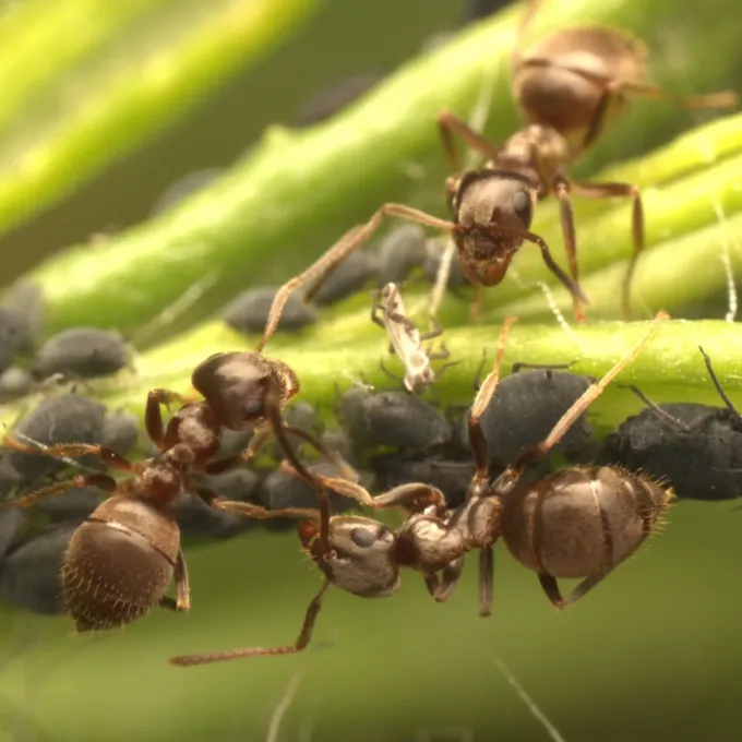 Black garden ant