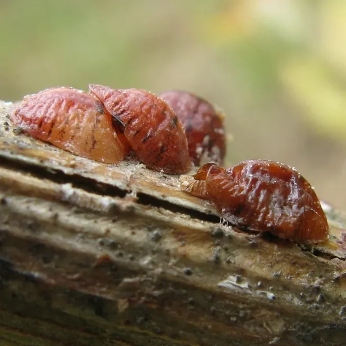 Bohemian mealybug