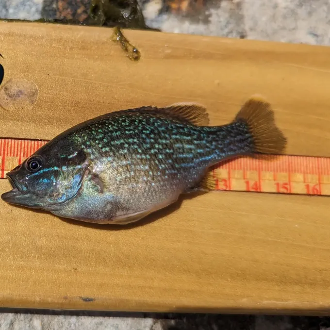 Green sunfish
