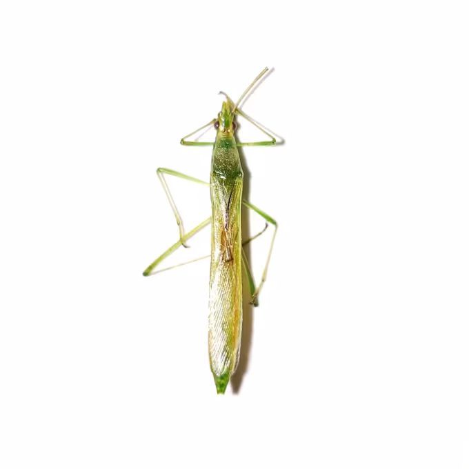 Rice bug