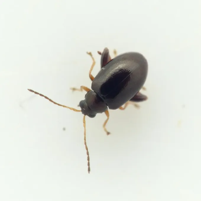 Flax flea beetle