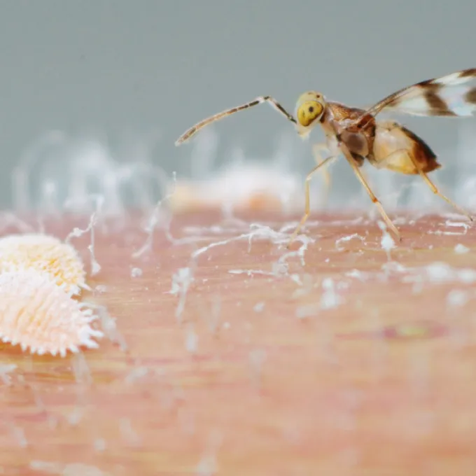 Leptomastidea abnormis