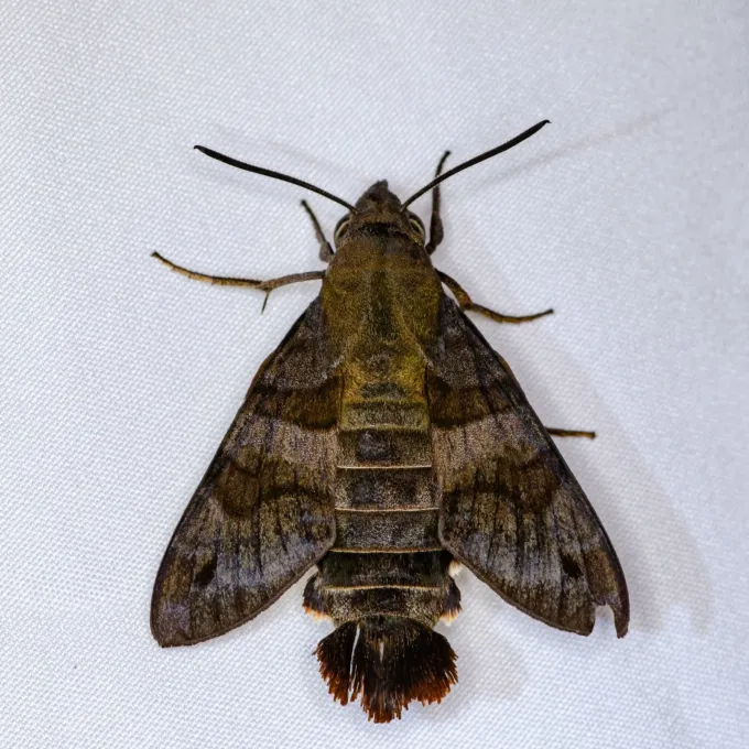 Бражник Corythus