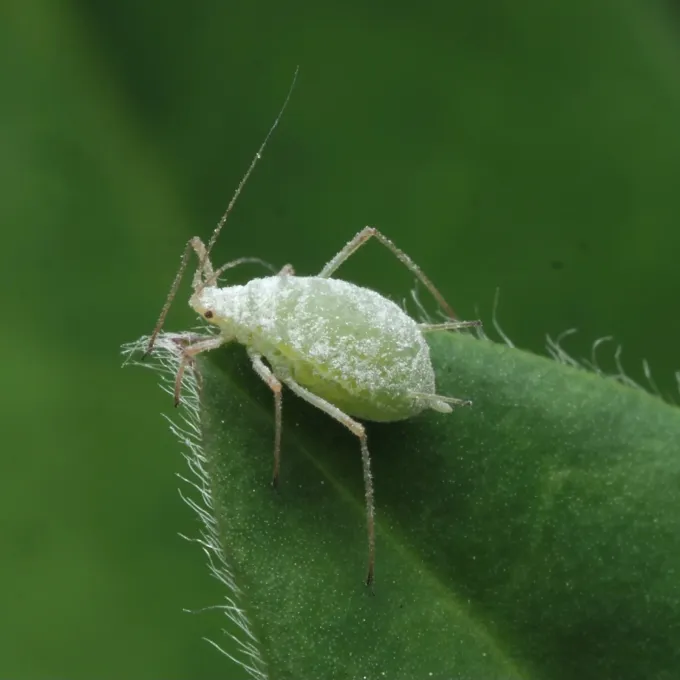 Lupine aphid