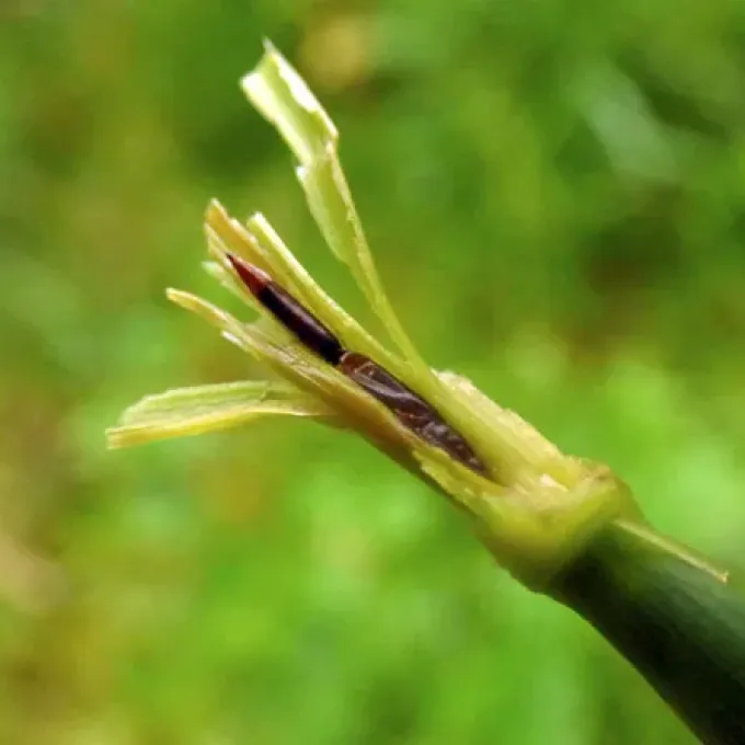 Phalaris gall midge