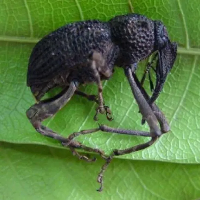African cocoa weevil