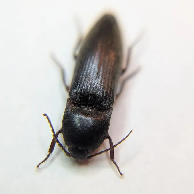 Brown-legged click beetle