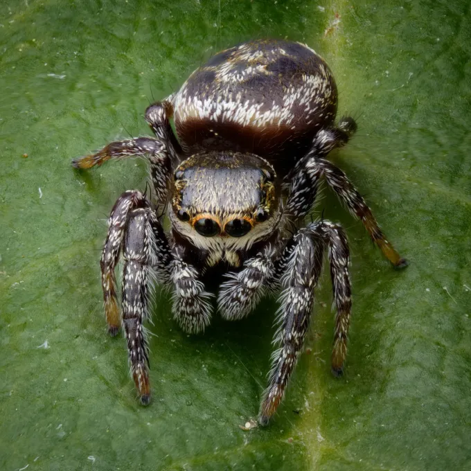 Metaphidippus
