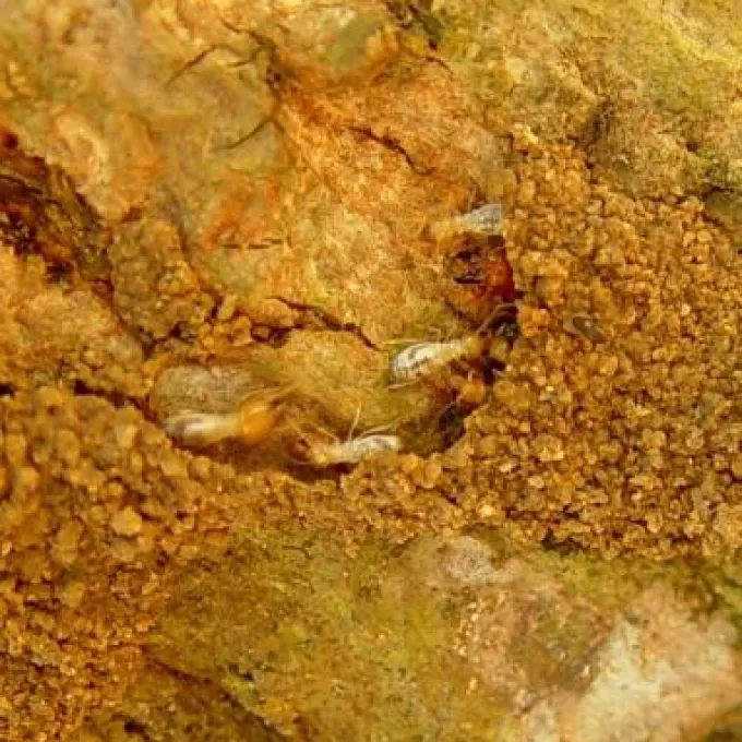 Microtermes saltans termite