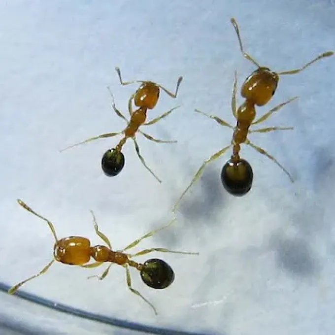 Monomorium