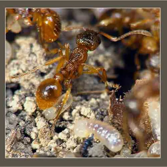 Myrmica laevinodis