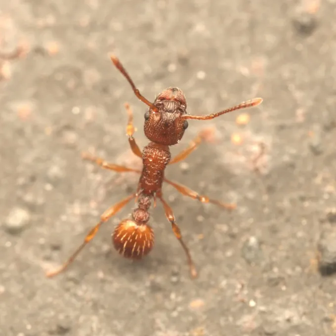 Myrmica sabuleti