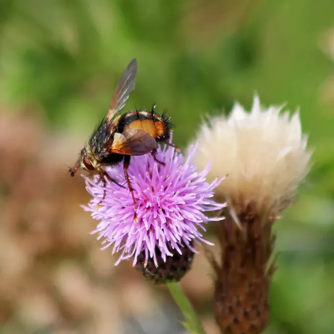 Nemorilla ruficornis