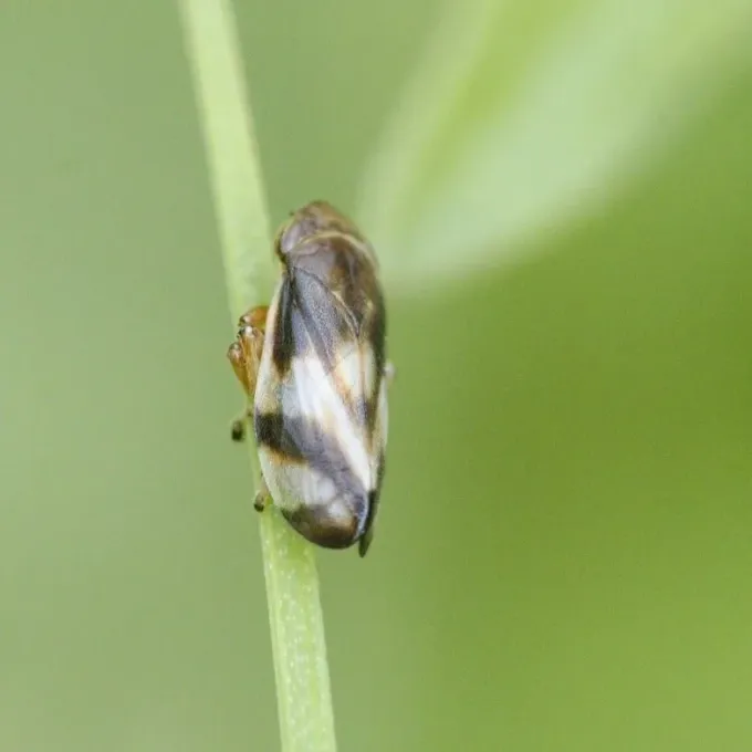 Meadow spittlebug