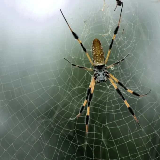Golden Silk Orb-Weaver