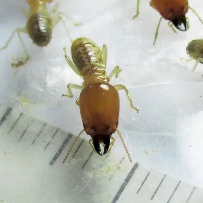 Odontotermes distans termite