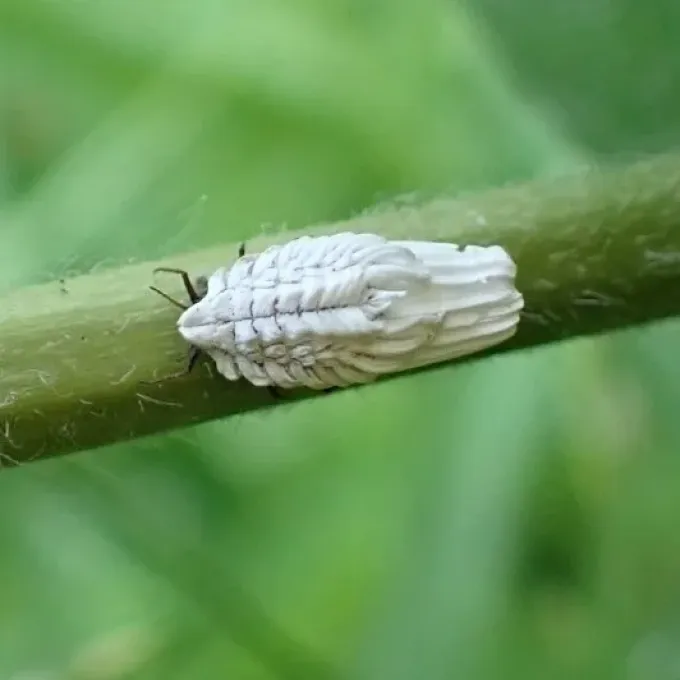 Orthezia urticae