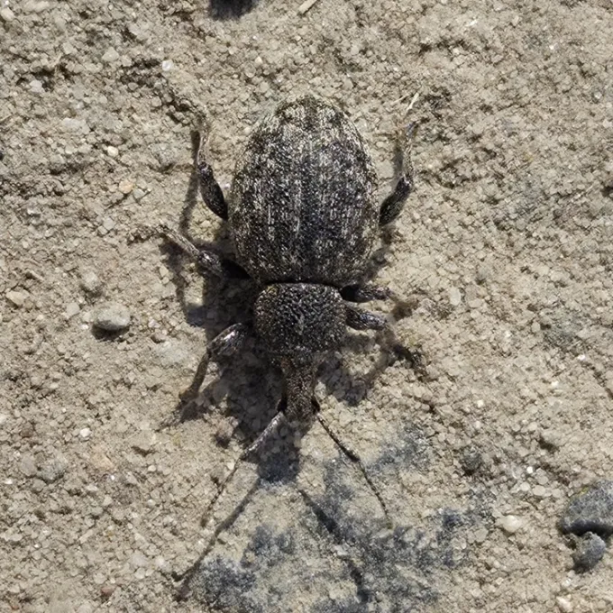 Alfalfa snout beetle