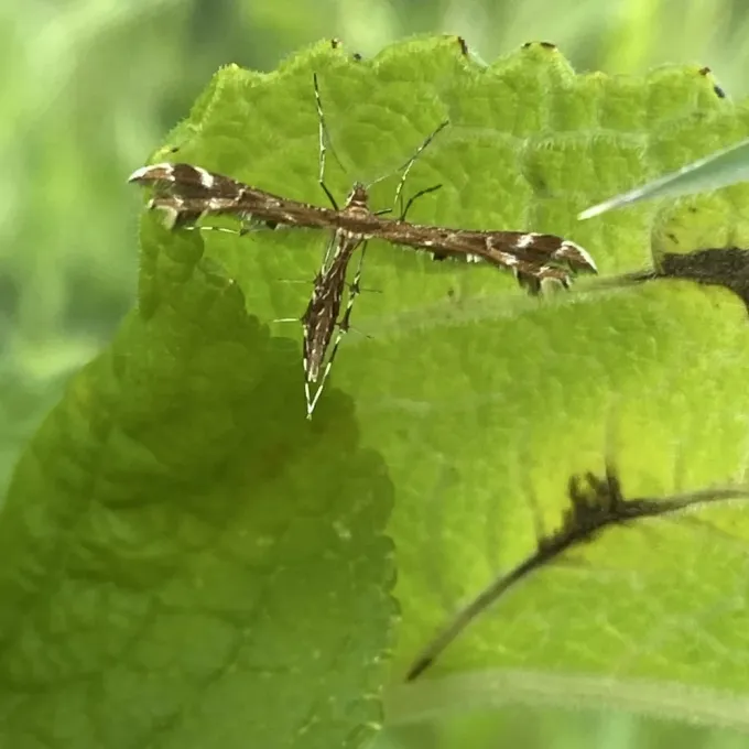 Plume moth