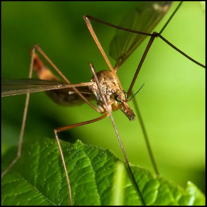 European crane fly