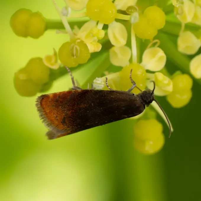 Fruitlet mining tortrix